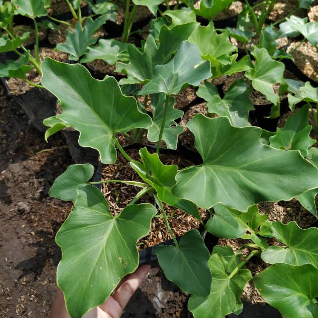 Tanaman hias Phillo Dendron