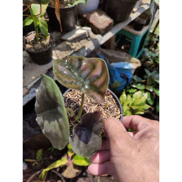 alocasia cuprea keladi tengkorak