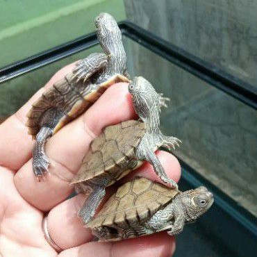 KURA-KURA MISISIPI MAP