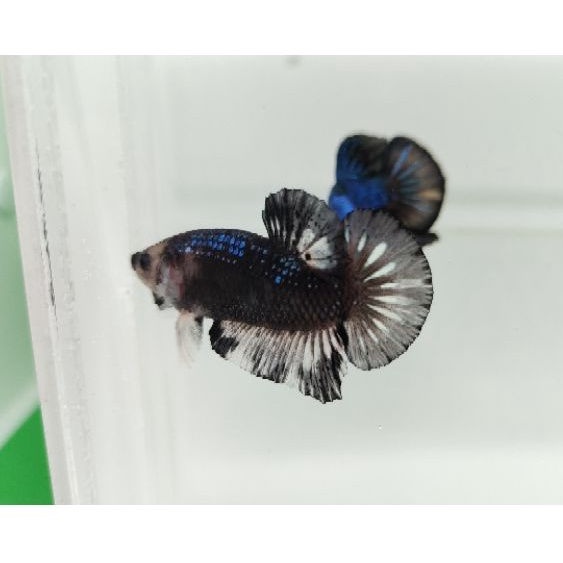 IKAN CUPANG AVATAR COPPER TOP GRADE