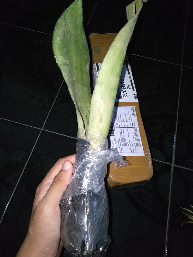 Tanaman Hias Sansivera Moon Shine