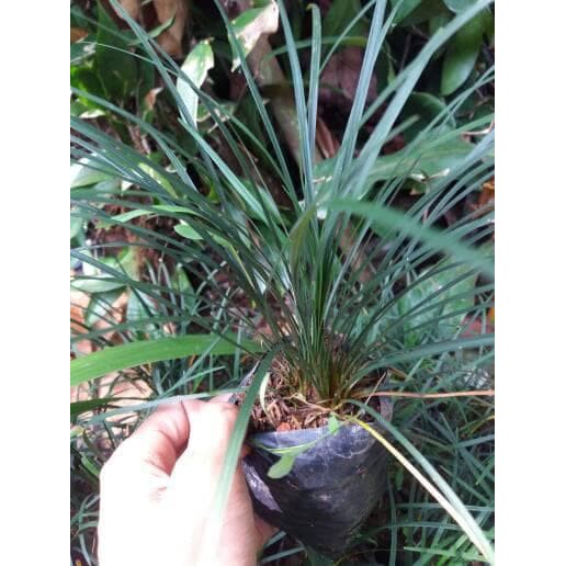 Tanaman hias kucai gondrong, pohon kucai gondrong