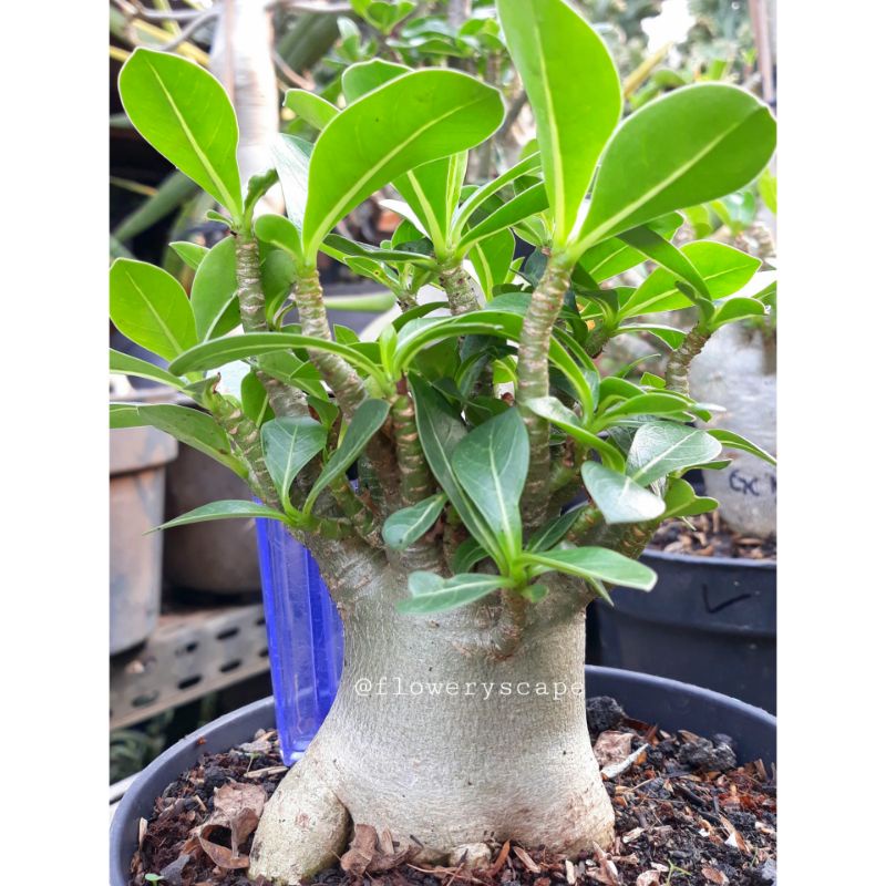 adenium godji / adenium eb