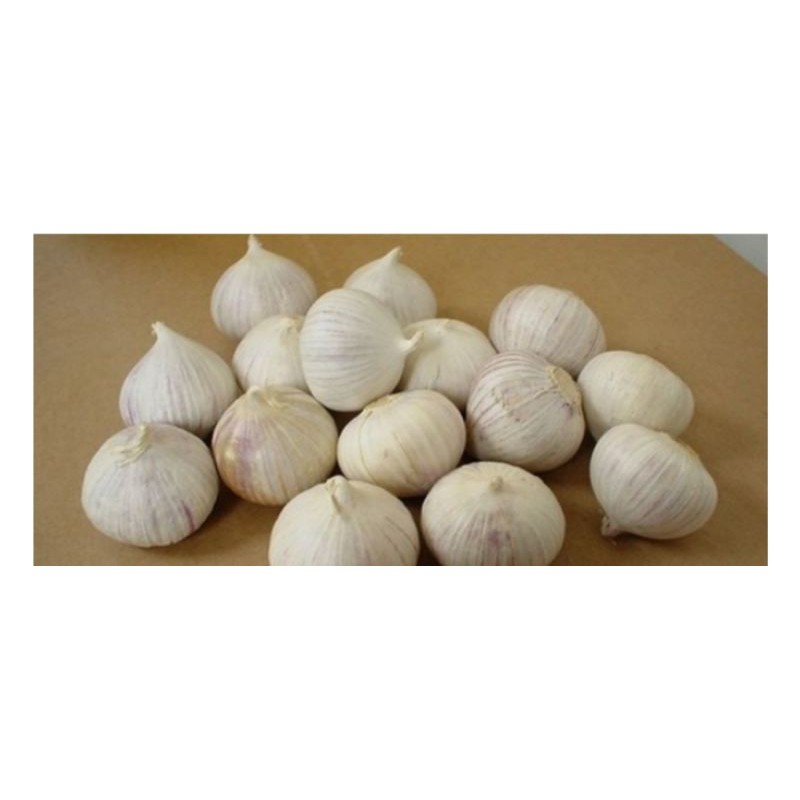 

Bawang Tunggal / Bawang Lanang SOPONYONO Kwalitas Super 250gr