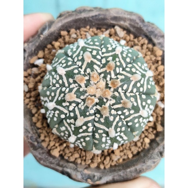 Astrophytum asterias v type 4.5 cm