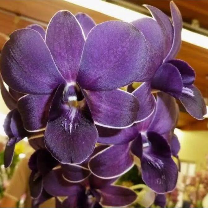 Anggrek Dendrobium Blue angel