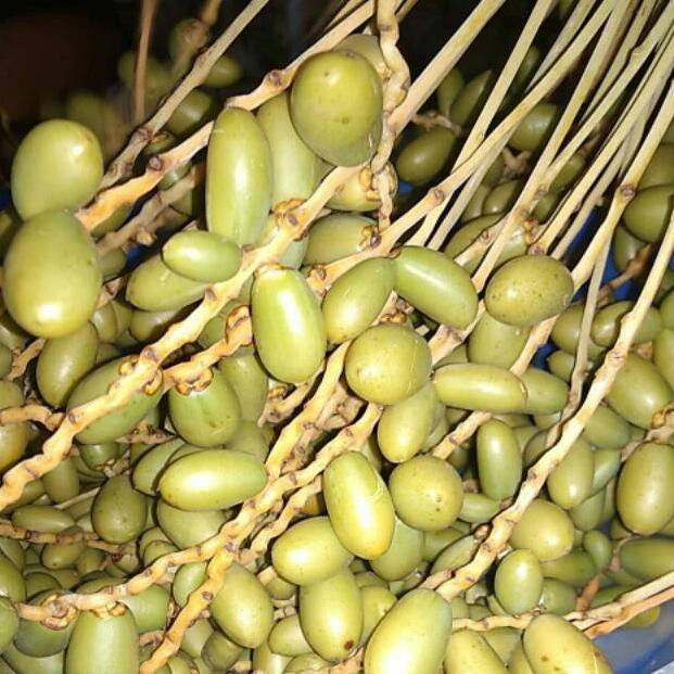 

Kurmamuda 1/2 kg fresh termurah promil