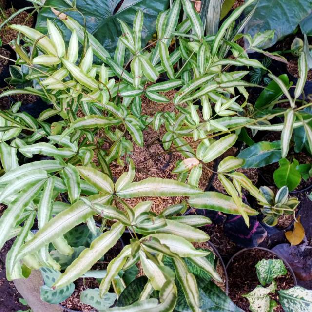 Tanaman hias suplir varigata