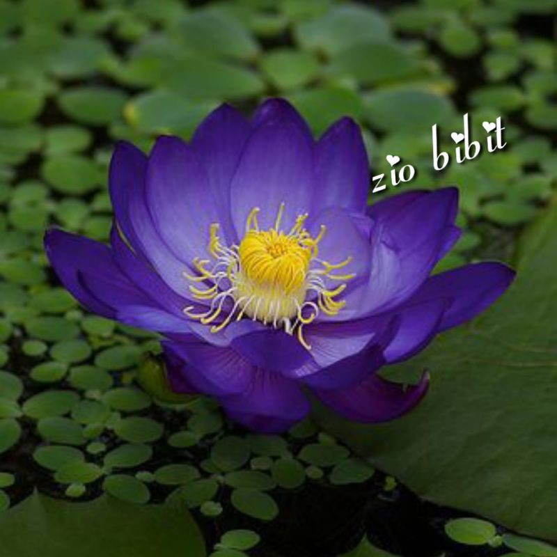 Benih biji bunga teratai Lotus air ungu violet import