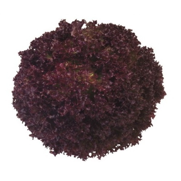 BENIH RIJK ZWAAN AMANDINE  / LOLLO ROSSO LETTUCE