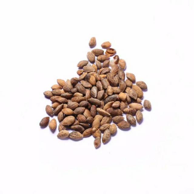 Biji Benih Bibit Japanese Black Pine/ Pinus Jepang Seeds/ Pinus Hitam