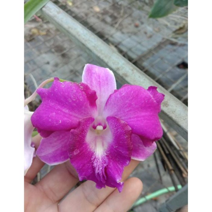 (DEWASA) Anggrek dendro dendrobium red dragon dewasa siap bunga