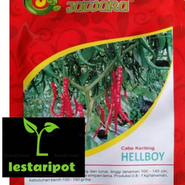 Bibit cabe keriting Hellboy Jawara