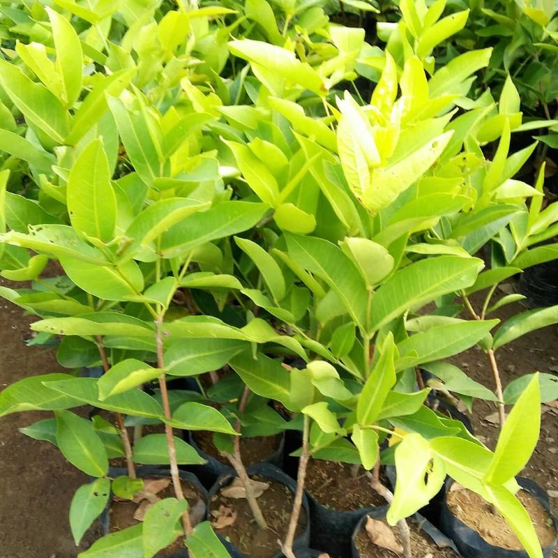 bibit jambu air bajangleang superunggul
