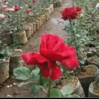 TANAMAN HIAS BUNGA MAWAR/MAWAR MERAH HIDUP MURAH