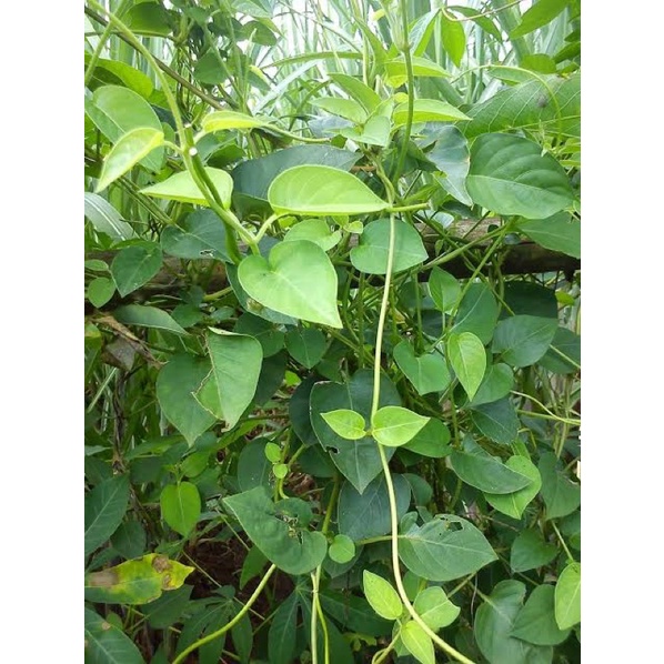 

Daun kentutan simbukan fres 500gr