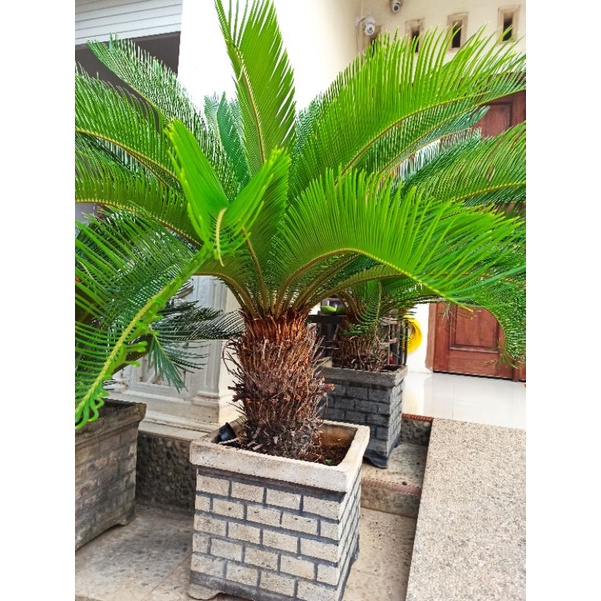 Palm sikas tree palm tanaman hias sikas