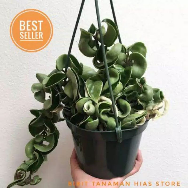 tanaman hias hoya compakta / hoya curly / tanaman gantung / pohon hoya gantung / tanaman pot gantung
