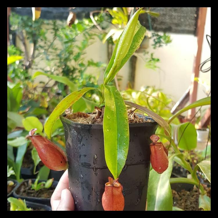 Biji Tanaman Kantong Semar Mix Isi 10-15 Butir