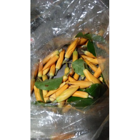 Kembang kantil kuning