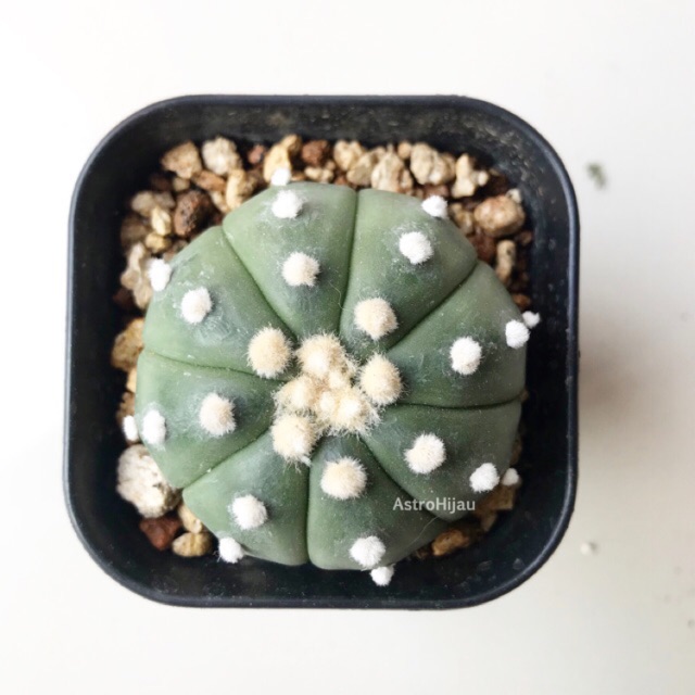 Kaktus astrophytum murah meriah besar