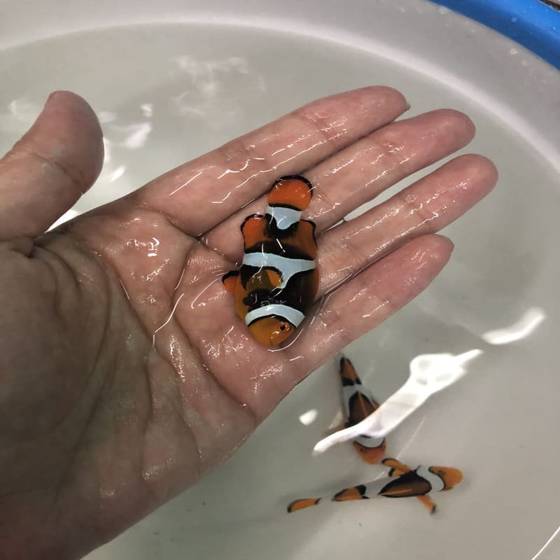 ikan hias laut nemo biak full black