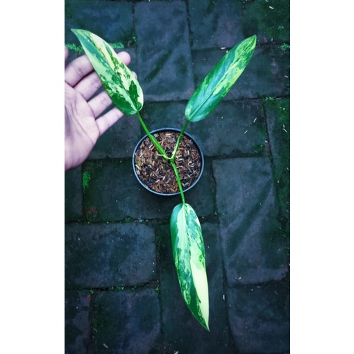 Philodendron Domesticum Varigata