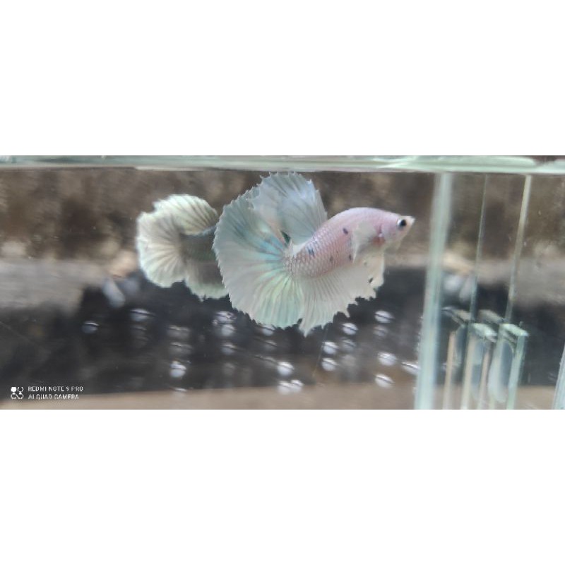 Cupang HM BIG AER White platinum& Cooper murmer