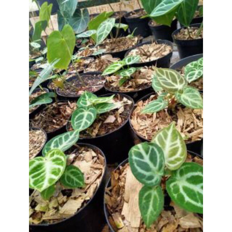 tanaman hias kuping gajah dorayaki silver remaja