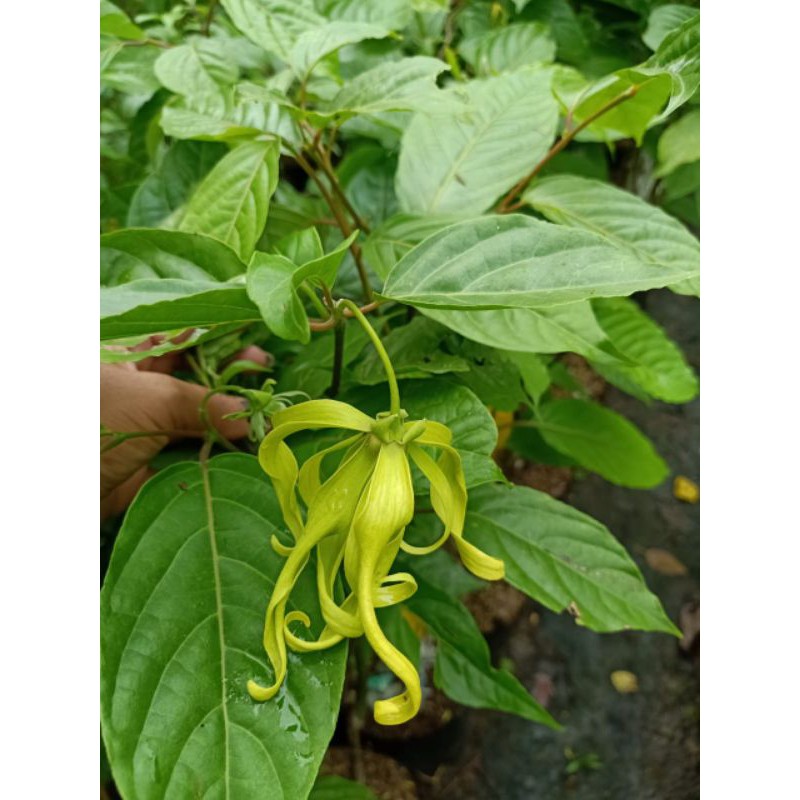 

bunga sandat/kenanga