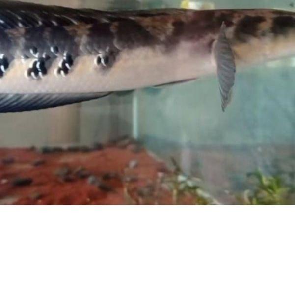 ▲ Pelet Black Diamond Original Produk ✺