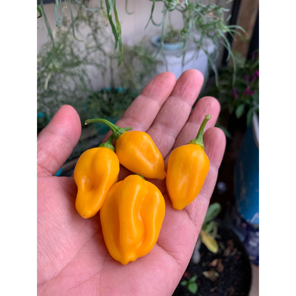 Benih Bibit Biji - Cabai Fruxim Yellow Cabe Pepper Seeds