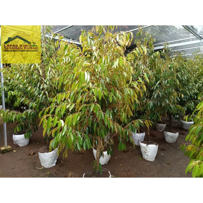 Bibit durian bawor dongkelan tinggi 250cm sudah lepas karantina
