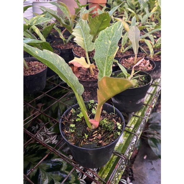 Philodendron ring of fire