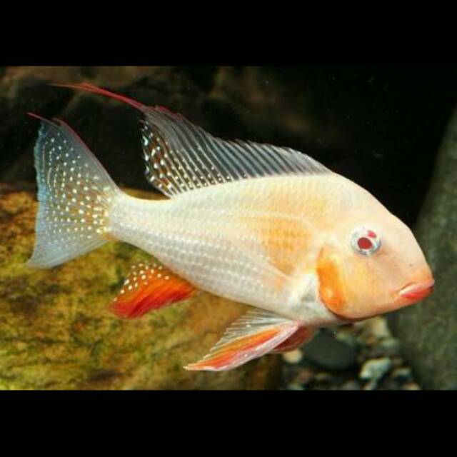 Albino Heckelii Threadfin Eartheater Acara Cichlid Acarichthys Heckeli