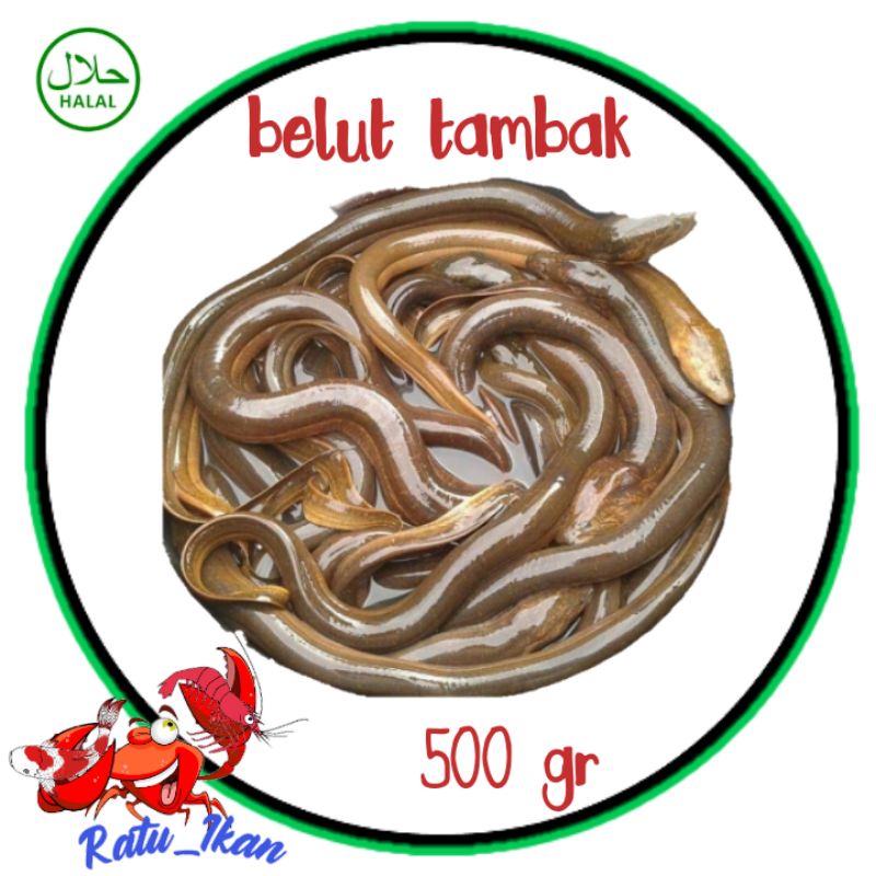 

belut tambak [500gram] ratu ikan