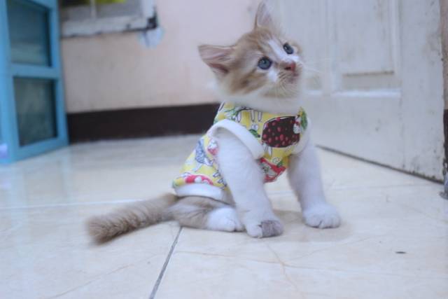 Baju simple motif kucing kuning lucu untuk kucing dan anjing / baju kucing murah size S M L XL