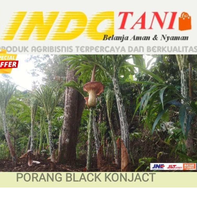 Terlaris Bibit super pohon + Umbi Porang Hitam / black konjact max/biji 100 gr