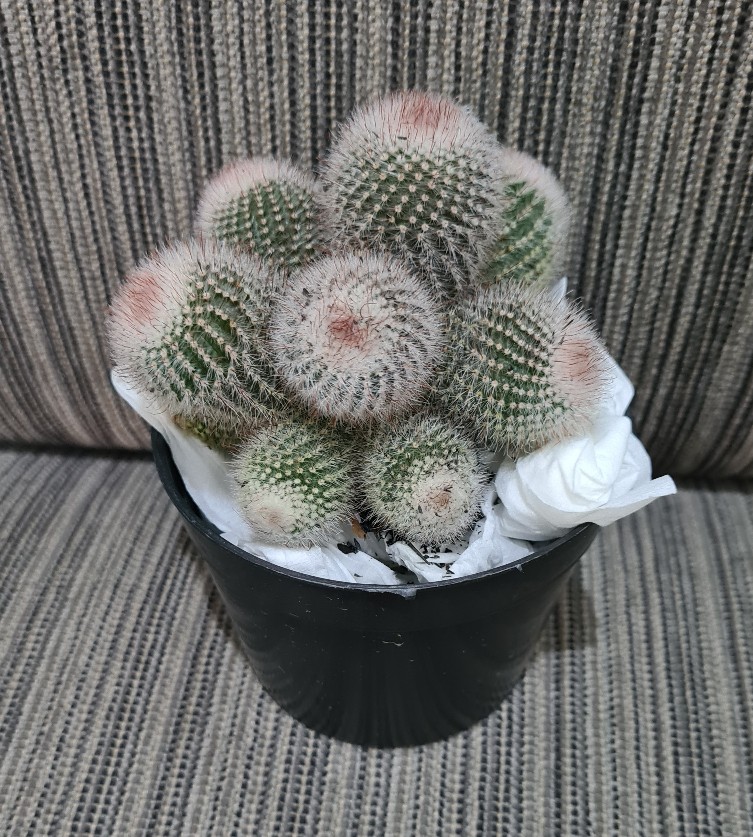 Scoopa Cluster Ownroot