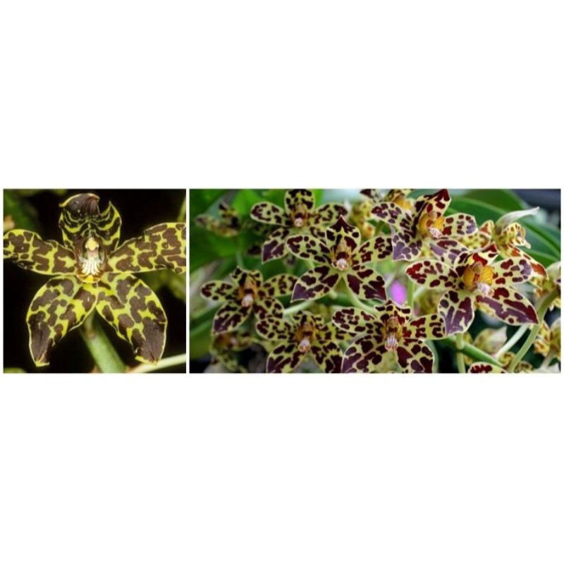 Seedling Grammatophyllum Measuresianum spesies anggrek bibit macan
