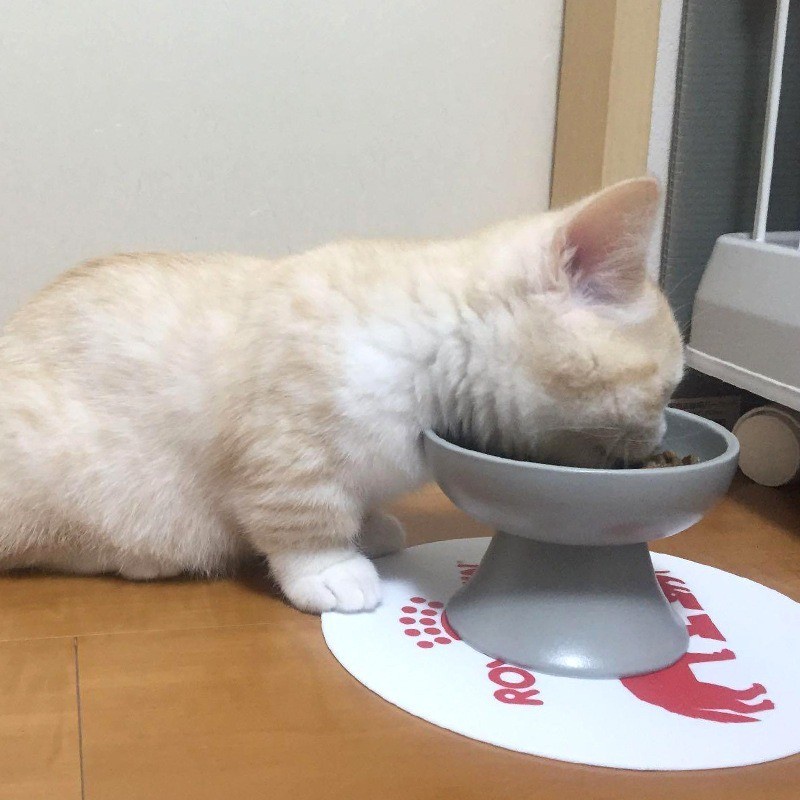 Mangkok Makan Kaki Tinggi Doff Japanese Style Untuk Anjing dan Kucing