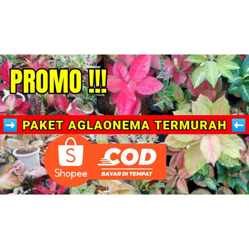 PAKET AGLAONEMA
