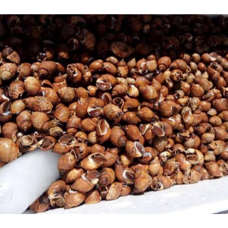 

Keong Macan / Kerang Macan