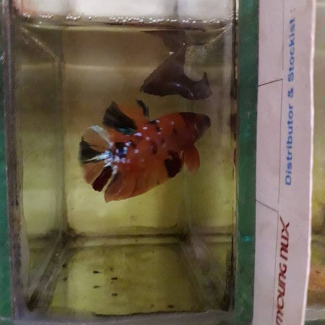 Ikan Cupang Galaxy Nemo Candy Emerald