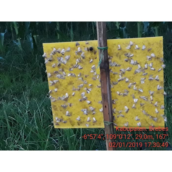 pecsétek a bőrön a férgektől)