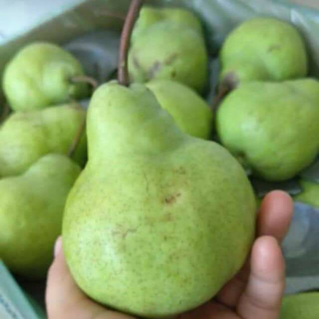 Jual Buah Pear Packham Pear Jambu Pir Hijau Australia Fresh Indonesiashopee Indonesia 