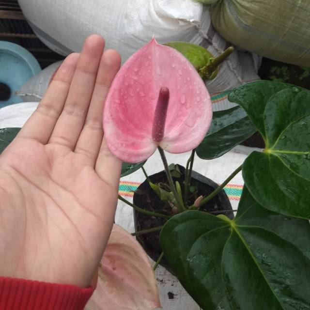 ANTHURIUM bunga PINK BESAR (Merah Muda) [Sudah Berbunga]