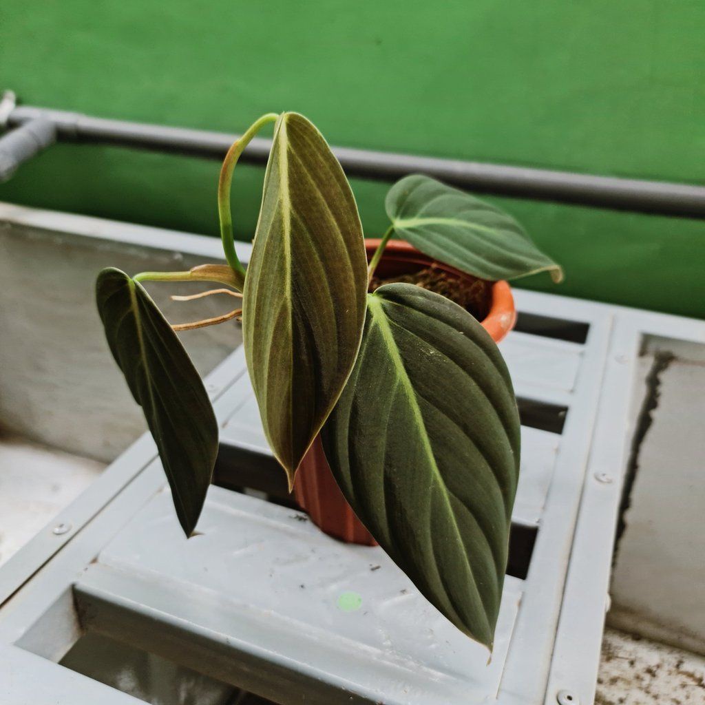 Tanaman Hias Philodendron Gigas