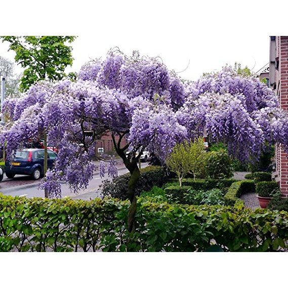 Biji Japanese Wisteria Mix Tree - Bibit Tanaman Pohon Japanese Wisteria - Japanese Wisteria - COD