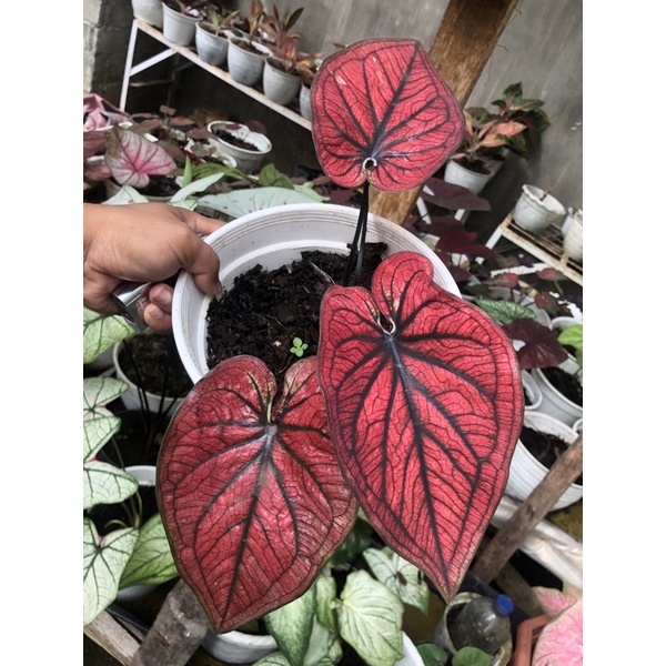Caladium F1 Red Stone